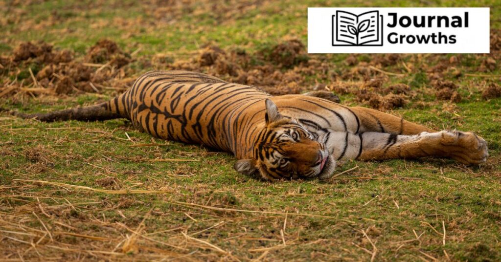 Tigerdroppings: A Deep Dive into the Popular Sports and Community Forum