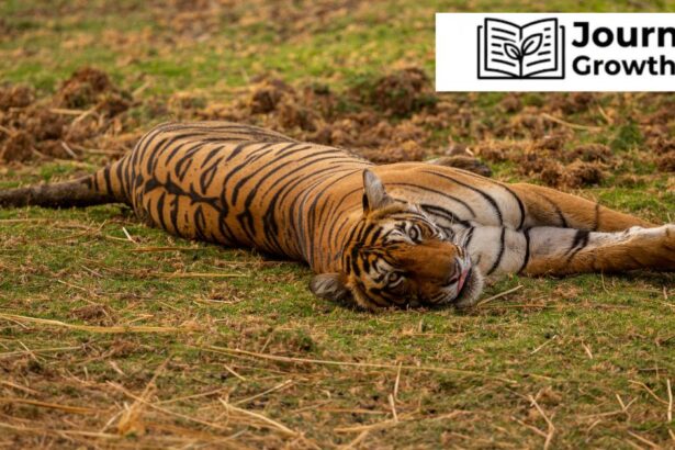 tigerdroppings